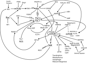 MTOR-pathway-ger