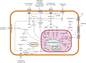Signal_transduction_pathways.svg
